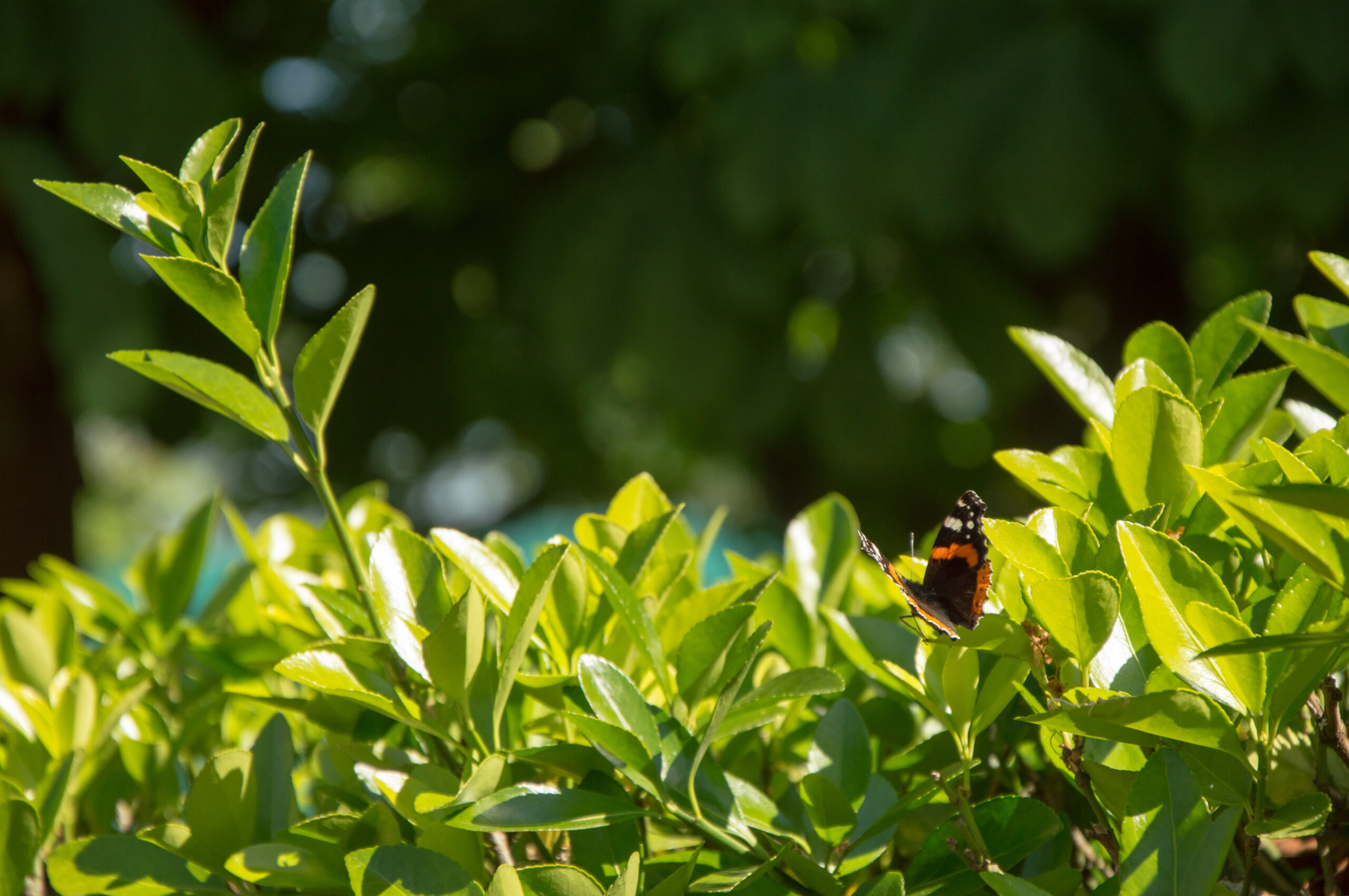 Foto dunha bolboreta negra, laranxa e branca pousada sobre un pequeno seto de follas moi verdes nun agradábel día de verao.